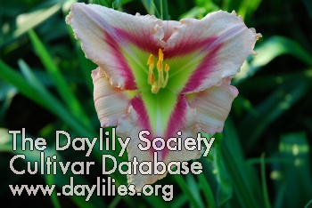 Daylily Feathered Prism